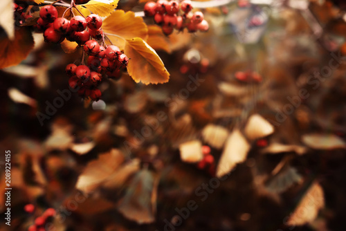 Fotografía Beautiful Nature Autumn landscape