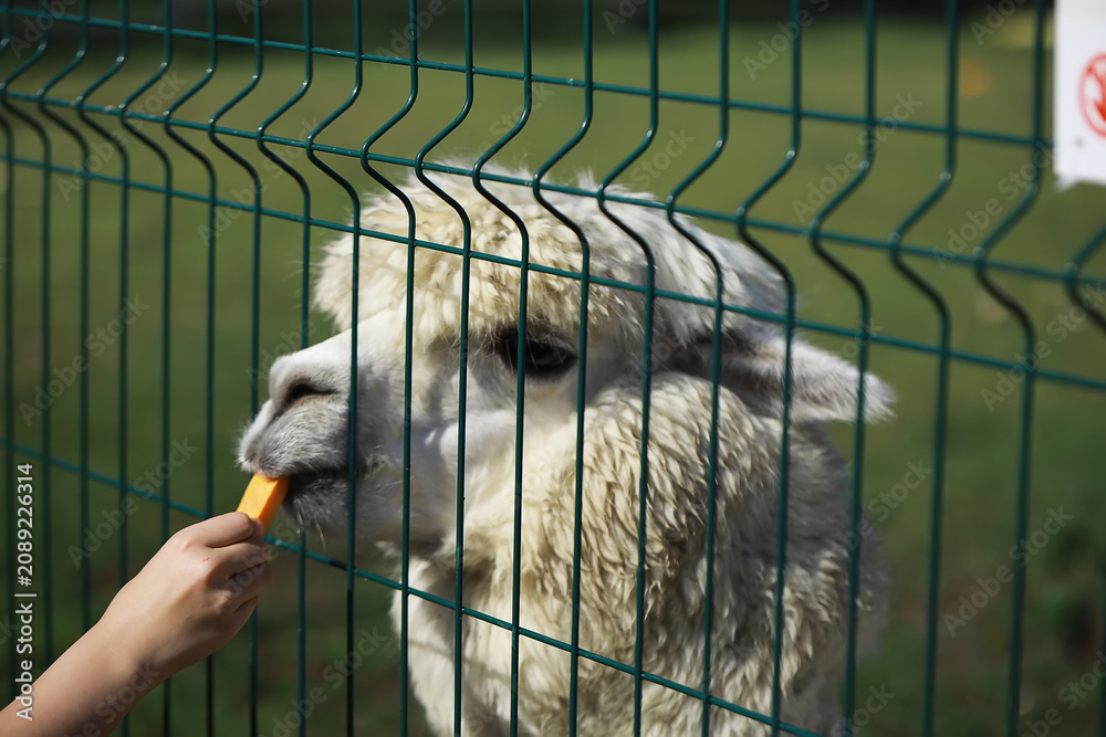 Fototapeta premium Child Feeding Alpaca Carrot Through Fence in Outdoor Farm Setting