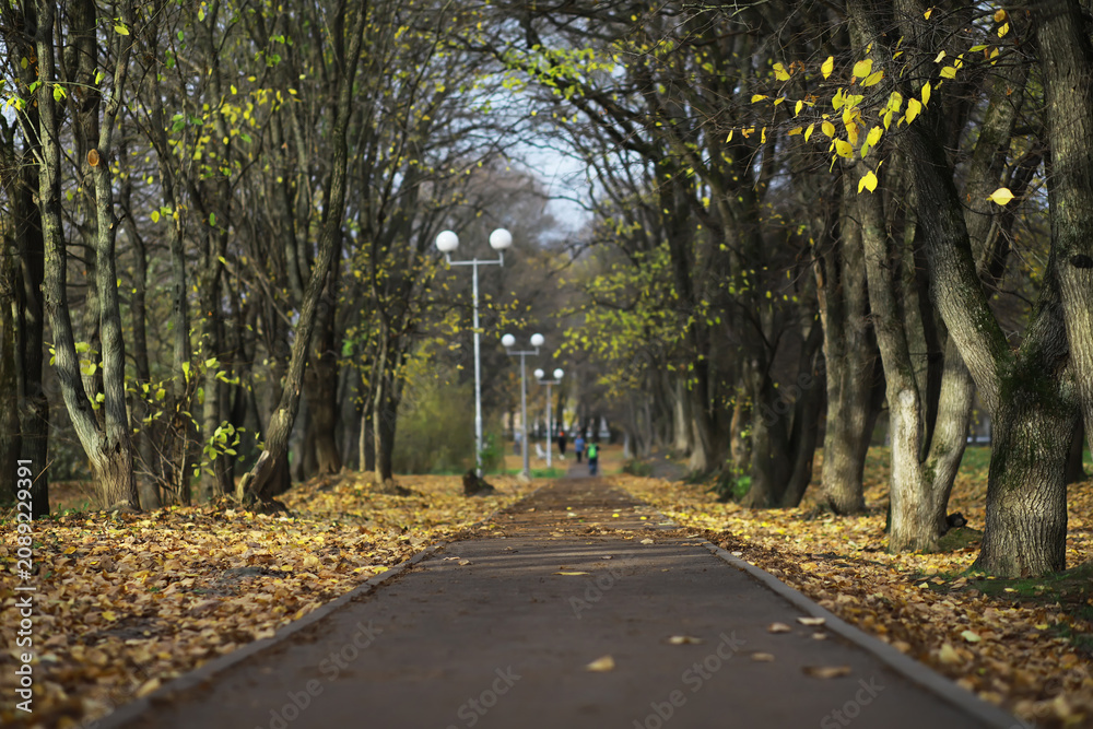 Naklejka premium Autumn Pathway Through Leaf-Filled Park with Trees and Lamp Posts