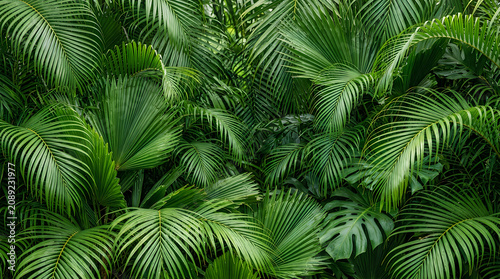 Lush green tropical palm leaves forest background