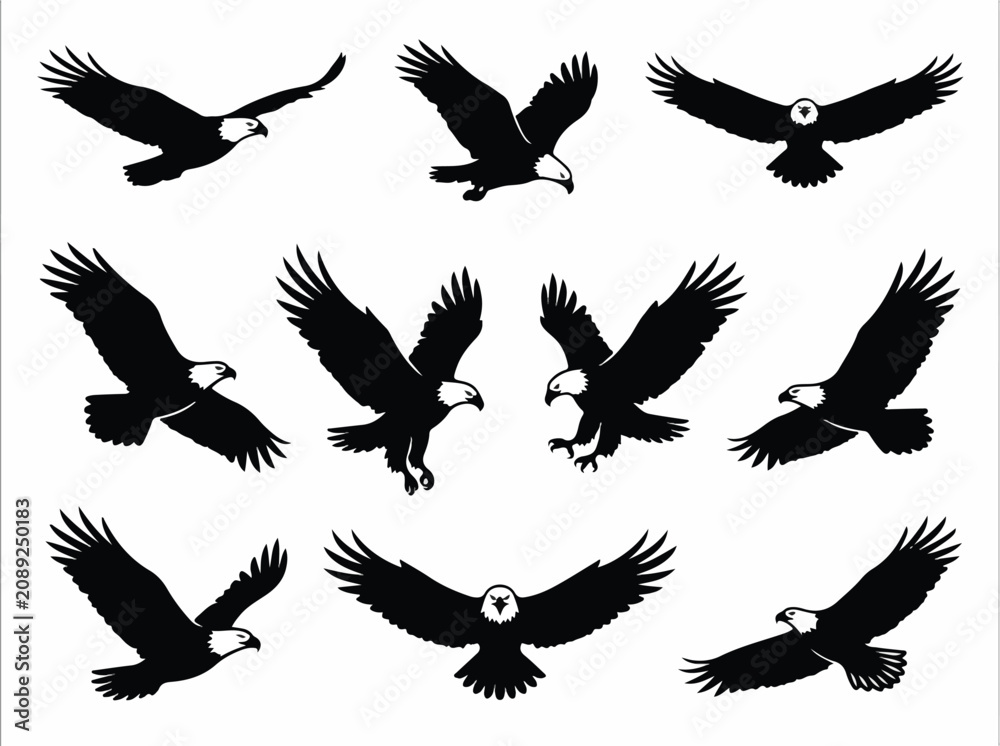 Fototapeta premium Eagles fly freely outdoors in various soaring poses together.