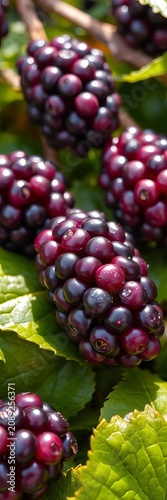 Juicy purple kernels glisten on a bed of green leaves, street, colorful
