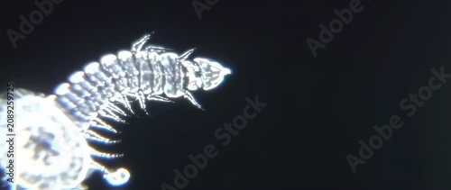 Microscopic marine invertebrate