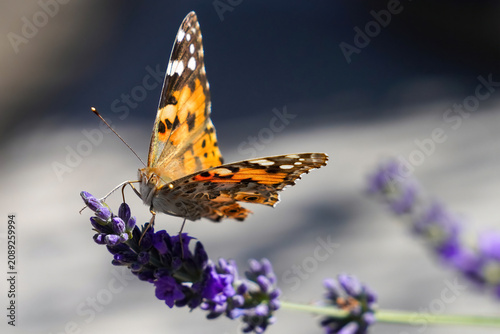 Cuadro en lienzo Painted Lady butterfly - Vanessa cardui