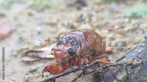
Front View Macro of Cicada Nymph on Muddy Ground in the Rain,4k#002

l on a leaf