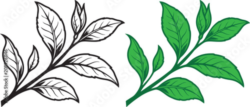Tea Leaves Branch Set Vector Illustration Design
