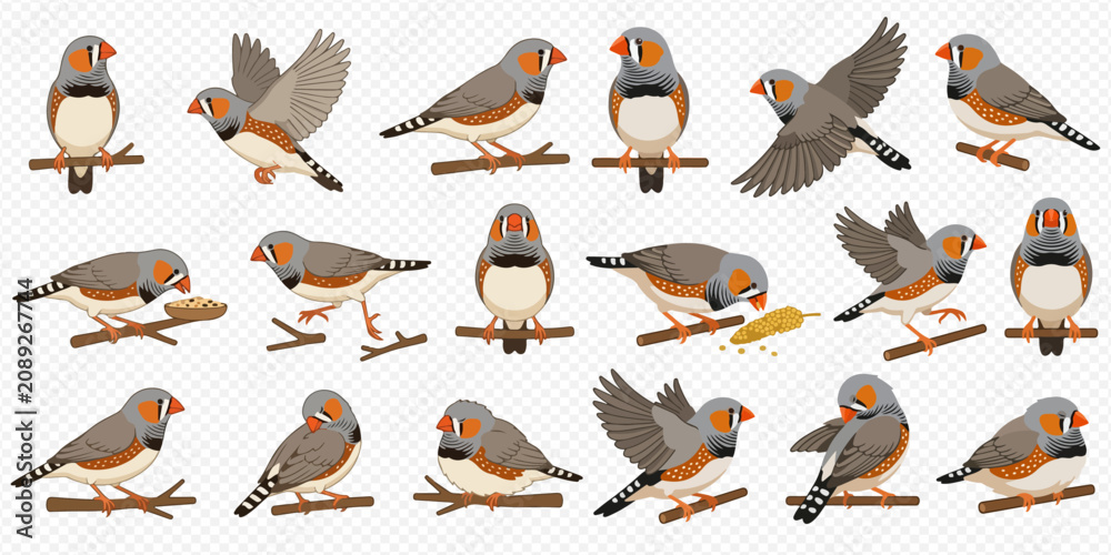 Fototapeta premium Set of zebra finches in various poses, including perching, flying, and eating, on a transparent background.