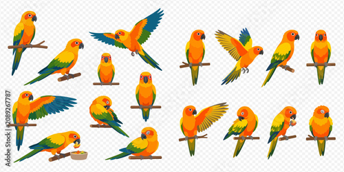 Bild auf Leinwand Collection of vibrant sun conure parrots in various poses on branches and in flight, isolated on a transparent background