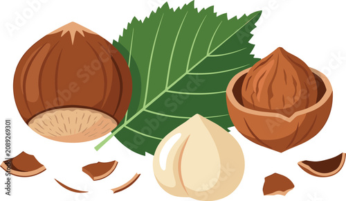 Photos Isolated hazelnut cartoon vector illustration elements displaying whole cracked