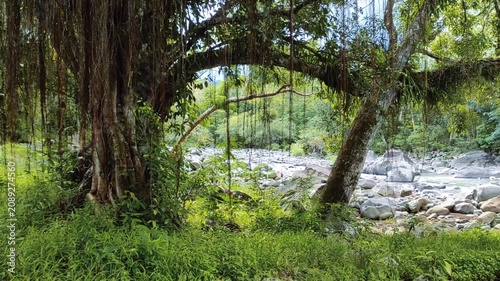Majestic banyan tree roots drape over a tranquil river in a vibrant, untouched tropical rainforest, showcasing the serene beauty of a pristine natural landscape
