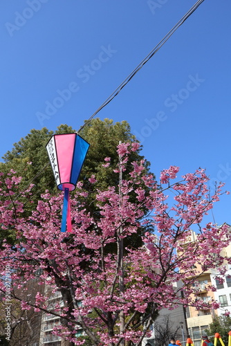 Pink cherry blossom trees blooming beneath clear blue sky in urban neighborhood. Vibrant spring scenery featuring sakura flowers, residential buildings, and seasonal beauty in Japan