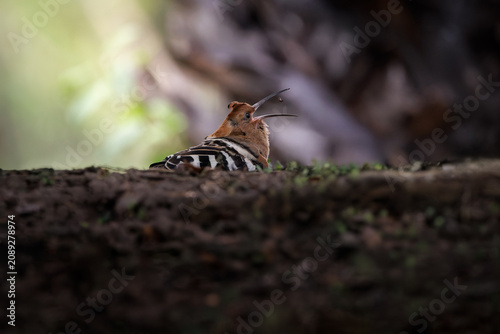 Eurasian hoopoe, Upupa epops, seeking prey on ground in nature, tossing its prey, caught at the exact moment the insect is suspended in mid-air, cinnamon coloured bird with black and white wings