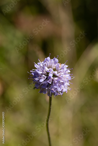 Succise des prés (Succisa pratensis)
Succisa pratensis in flower
