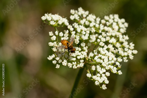 Cylindromyia bicolor
Cylindromyia bicolor in its natural element
