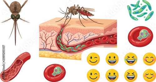 Foto Mosquito Disease Transmission and Blood Infection Vector Collection with Malaria
