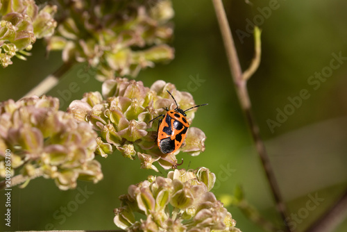 Eurydème souveraine (Eurydema dominulus)
Eurydema dominulus in its natural element
