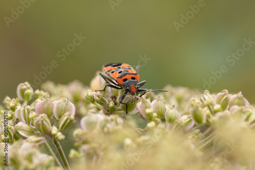 Punaise écuyère (Lygaeus equestris)
Lygaeus equestris in its natural element
