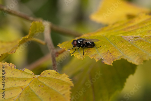 Hydrotaea sp.
Hydrotaea sp. in its natural element

