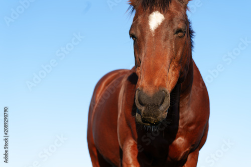 Fotografie Brown horse with white star closeup of head from low point of view