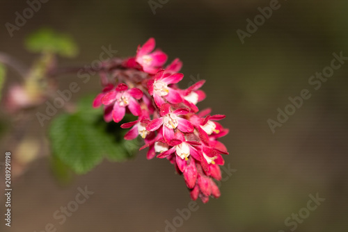 Bild auf Leinwand Groseillier à fleurs --- Cassis-fleur --- Groseillier sanguin (Ribes sanguineum)