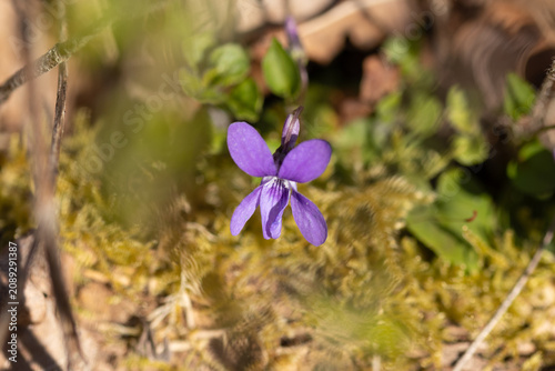 Konstfotografi Violette odorante (Viola odorata)
Viola odorata in flower