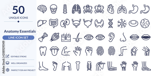 Anatomy Essentials Line Icons, 50 Editable Stroke Vector Icons for Human Body, Organs and Medical Education