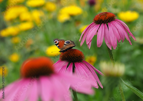 Tagpfauenauge auf Blüte vom roten Sonnenhut