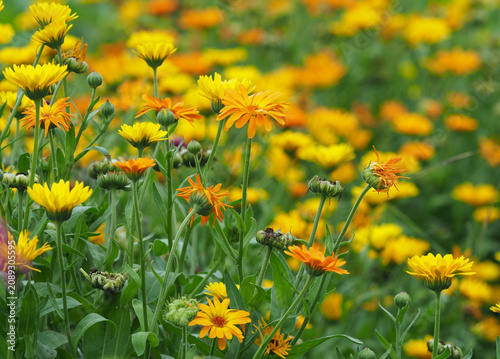 Viele Ringelblumen (calendula officinalis) im Blumengarten	
