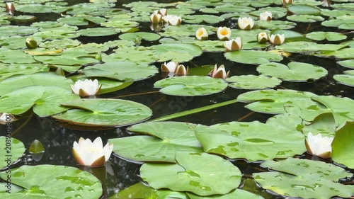 Serene pond with white lilies and water lilies Nymphaea alba, tranquil water garden scene.