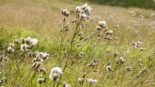 Canvastavla melancholy thistle (Irsium heterophyllum) after blooming Meadow