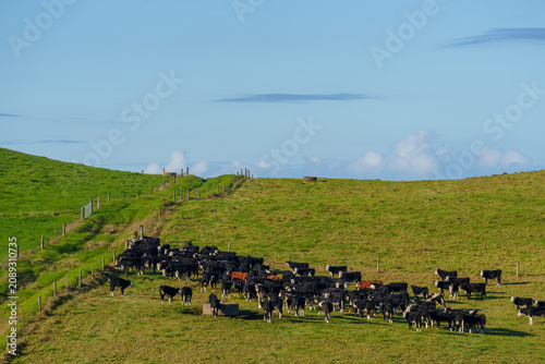 Canvastavla Herd mainly black and white cattle gathered close in field