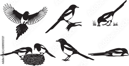 Foto Magpie silhouettes in various poses on a white background vector illustration