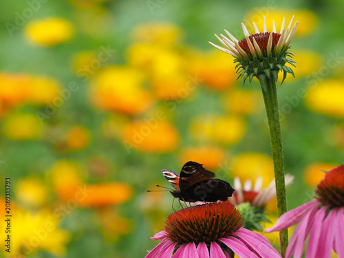 Tagpfauenauge auf Blüte vom roten Sonnenhut