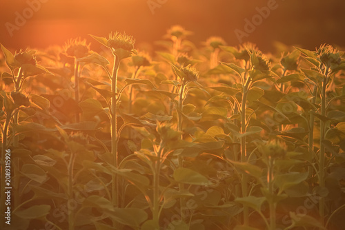 Fotografie A field of sunflowers in backlight