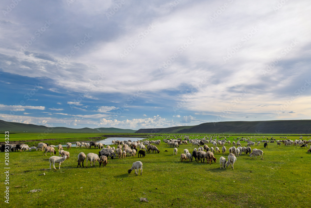 Fototapeta premium The landscape of sheep herds grazing on the grassland of the Mergel River Valley in Hulunbuir Grassland, Hulunbuir City, Inner Mongolia Autonomous Region, China.