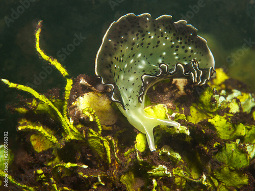 The ornate sap-sucking sea slug Elysia ornata glides gracefully among algae in the sheltered mangrove lagoon of Pulau Pef, Raja Ampat, Indonesia.