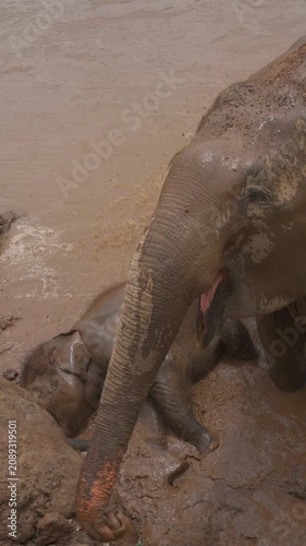 mother elephant and baby calf bathing together in tropical jungle river sanctuary, playful mammal kid splashing beside mom in mountain water, 4k vertical video