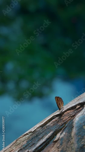 colorful tropical butterfly on wooden railing under warm sunlight, delicate pollinator perched in lush jungle habitat with natural blur peaceful wildlife scenery, vertical video 4k