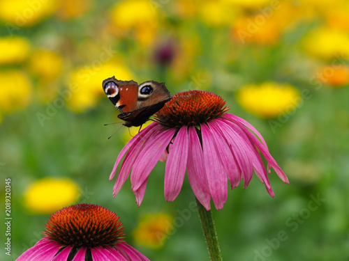 Tagpfauenauge auf Blüte vom roten Sonnenhut