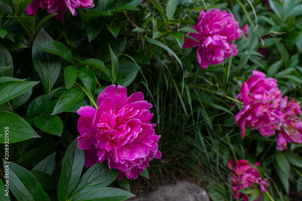 Fototapeta premium Bright pink peony, Paeonia lactiflora, blooming among glossy green leaves in a garden bed, with soft blurred flowers in the background, floral close up, and ornamental spring beauty