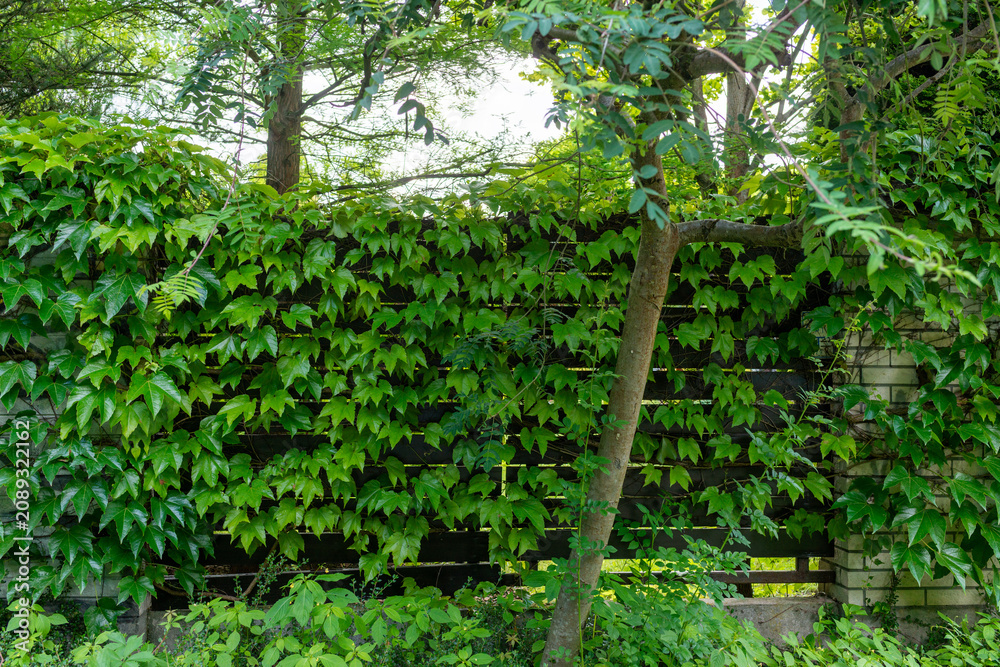 Naklejka premium Virginia creeper, Parthenocissus quinquefolia, covering a garden fence with dense green leaves, tree branches, and lush summer vegetation, creating a natural leafy wall texture.