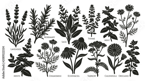 Bild auf Leinwand Black silhouette collection of culinary and medicinal herbs.
