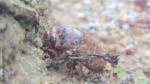 Side Profile Macro of Cicada Nymph Crawling on Wet Ground on a Rainy Day. 4k.#002
