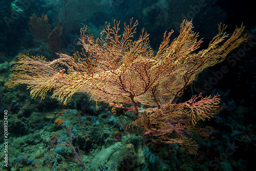 Large golden sea fan (gorgonian coral) grows in the vibrant coral reef of a narrow passage in Raja Ampat Indonesia. Photographed in the Coral Triangle