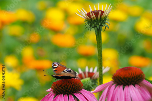 Tagpfauenauge auf Blüte vom roten Sonnenhut im Blumengarten
