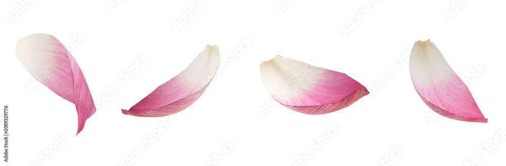 Obraz premium Pink Lotus Flower Petals Isolated Transparent Background Floral Collection