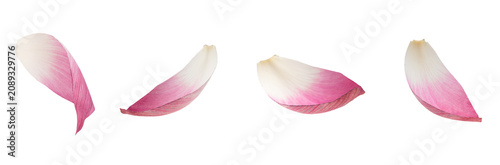 Pink Lotus Flower Petals Isolated Transparent Background Floral Collection