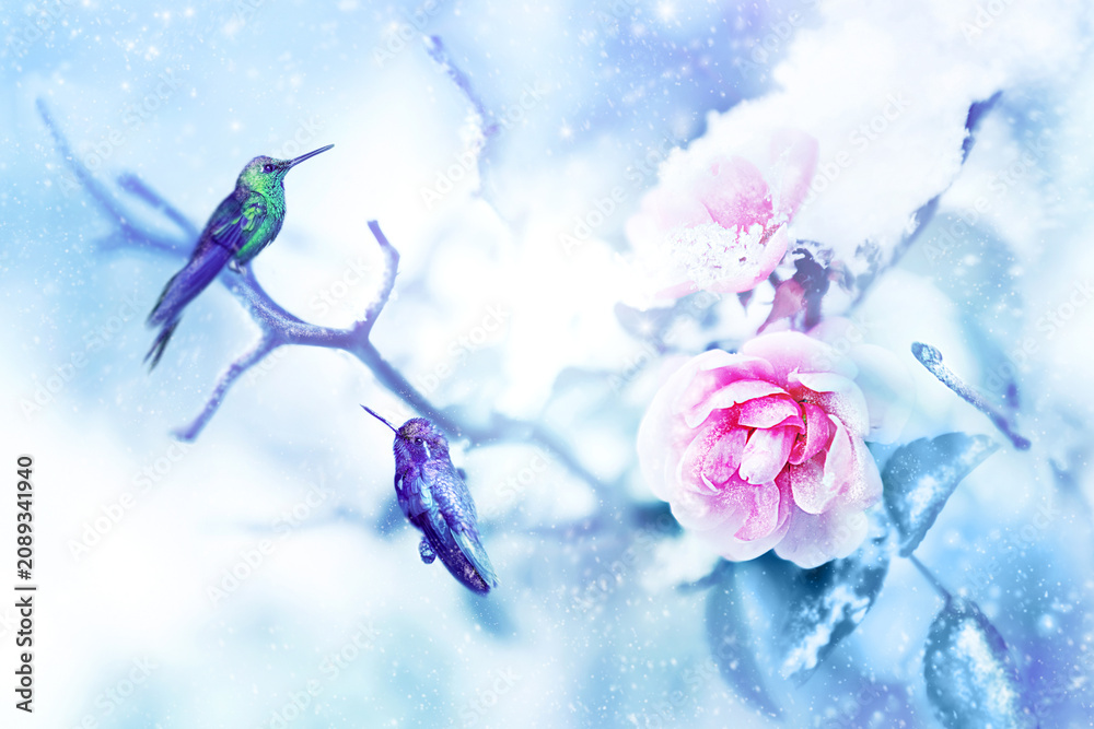 Fototapeta premium Little fantastic blue birds colibri in the snow and frost on the background of beautiful pink roses. Artistic Christmas winter image. Selective focus.