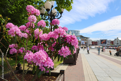 Fotografie Blooming pink rhododendron flowers along a sunny city promenade with blue sky and pedestrians in the background