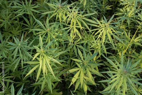 plants de cannabis, chanvre	